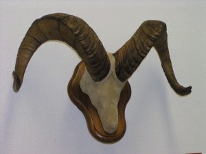 Dall Sheep Horns