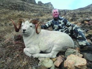Dall Sheep Size
