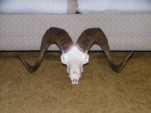 Dall Sheep Skull