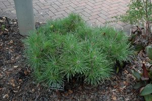 Dwarf Austrian Pine