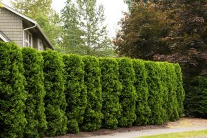 Eastern Arborvitae