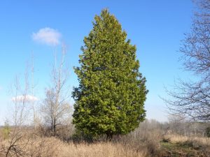 Eastern White Cedar