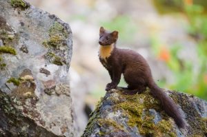  European Pine Marten