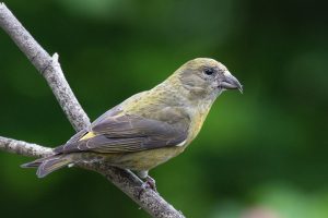 Female Red Crossbill