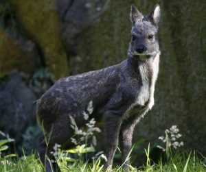 Female Siberian Musk Deer