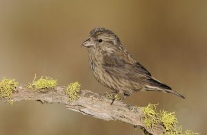 Juvenile Red Crossbill