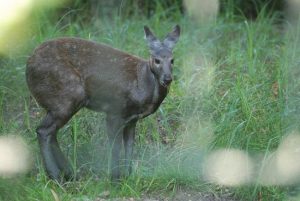 Male Siberian Musk Deer