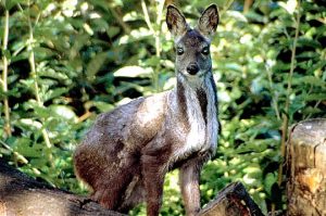 Moschus Moschiferus