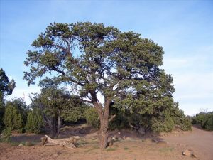 New Mexico State Tree