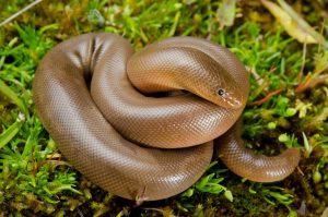 Northern Rubber Boa
