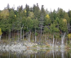 Northern White Cedar