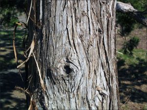 Northern White Cedar Bark