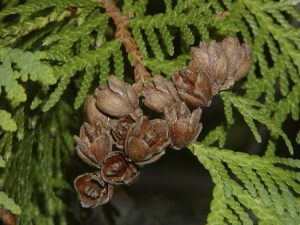Northern White Cedar Cones