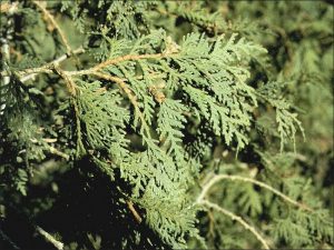 Northern White Cedar Leaf