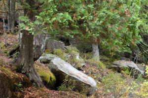 Northern White Cedar Tree