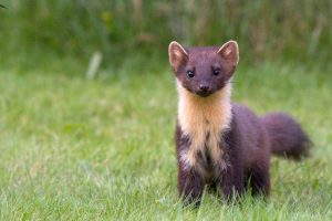 Pine Marten Images