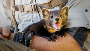 Pine Marten Pet