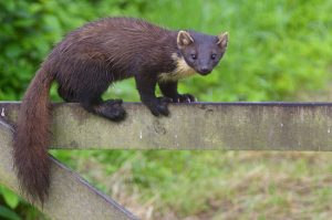 Pine Marten Pictures