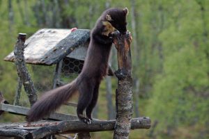 Pine Marten Size