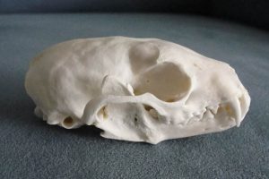 Pine Marten Skull