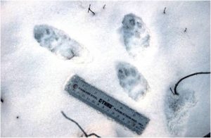 Pine Marten Track