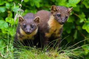 Pine Martens