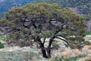 Pinyon Pine