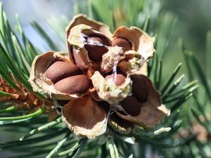 Pinyon Pine Cone