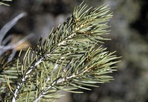 Pinyon Pine Needles