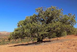 Pinyon Pine Pictures