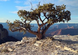 Pinyon Pine Tree