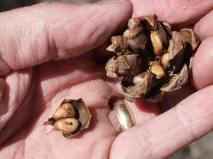 Pinyon Seeds