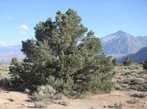 Piñon Pine