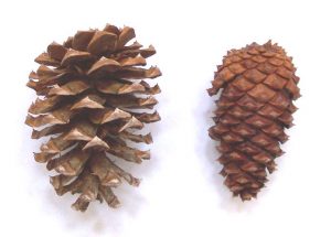 Ponderosa Pine Cones
