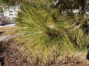 Ponderosa Pine Needles