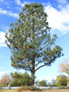 Ponderosa Pine Pictures