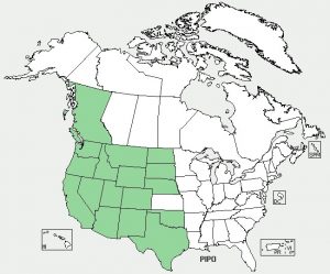 Ponderosa Pine Range