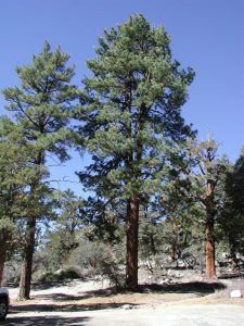 Ponderosa Pine Tree
