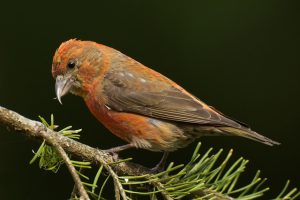 Red Crossbill