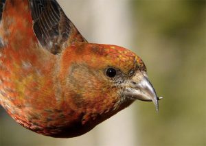 Red Crossbill Beak