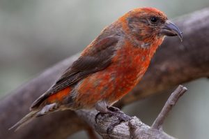 Red Crossbill Bird