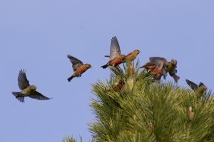 Red Crossbill Flying