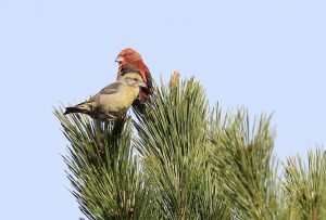 Red Crossbill Pair