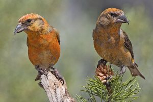Red Crossbills