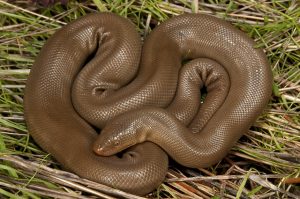 Rubber Boa