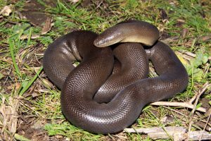 Rubber Boa Pictures