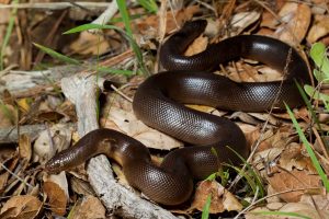 Rubber Boa Snake