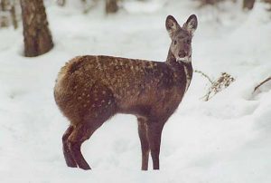 Russian Fanged Deer