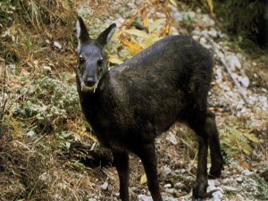 Russian Musk Deer