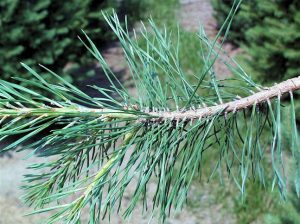 Scotch Pine Leaf